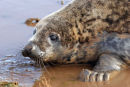 07-0664 Grey Seal Pup Halichoerus grypus